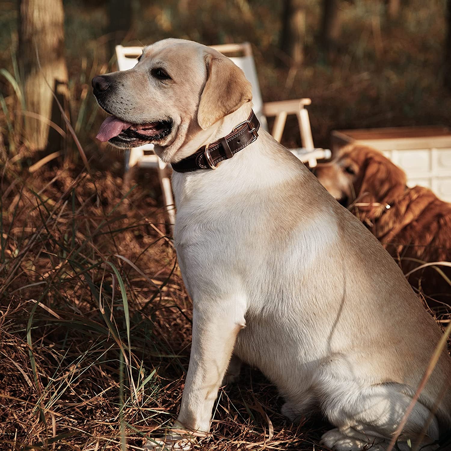 Classic Brown Leather Collar with Polished Buckle